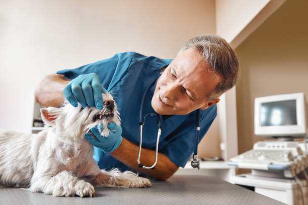 Best After-Hours Dental Trauma Care in Rapid City, MI